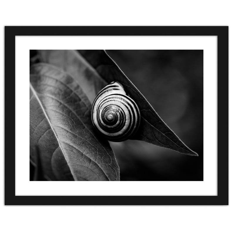 Glezna melnā rāmī - Snail on a leaf in summer  Home Trends