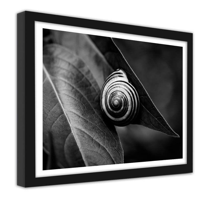 Glezna melnā rāmī - Snail on a leaf in summer  Home Trends