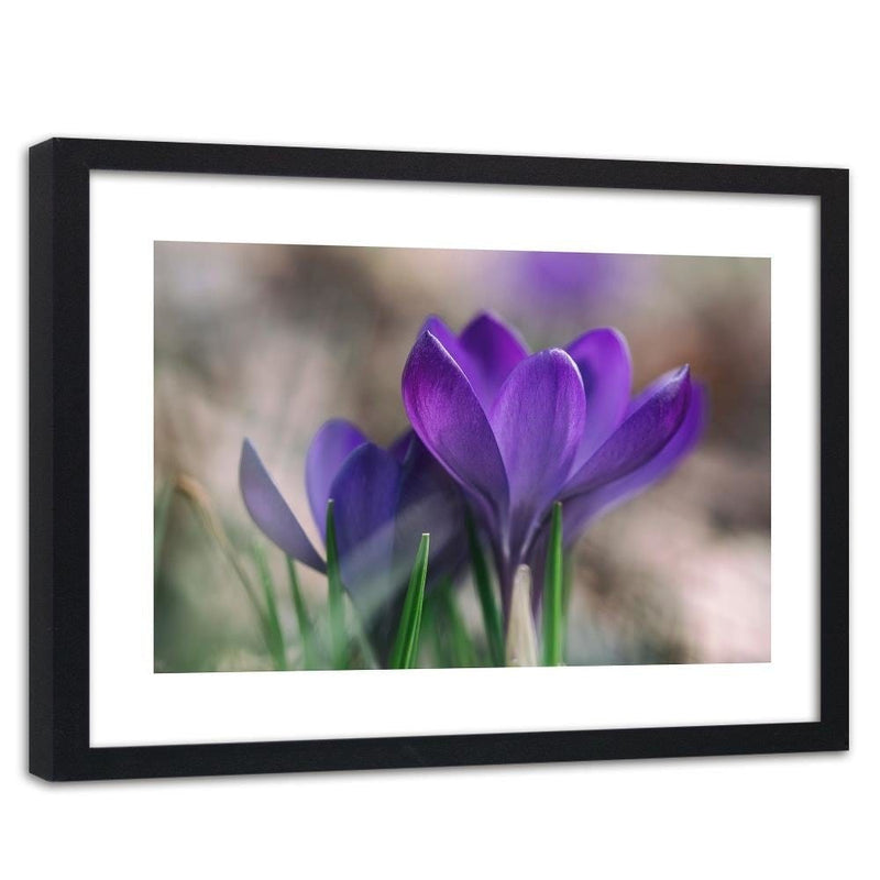 Glezna melnā rāmī - Spring Crocuses  Home Trends