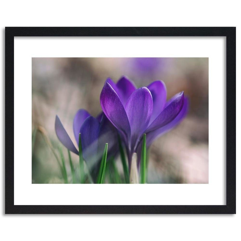 Glezna melnā rāmī - Spring Crocuses  Home Trends