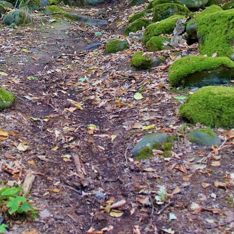 Glezna melnā rāmī - Stones Covered With Moss  Home Trends