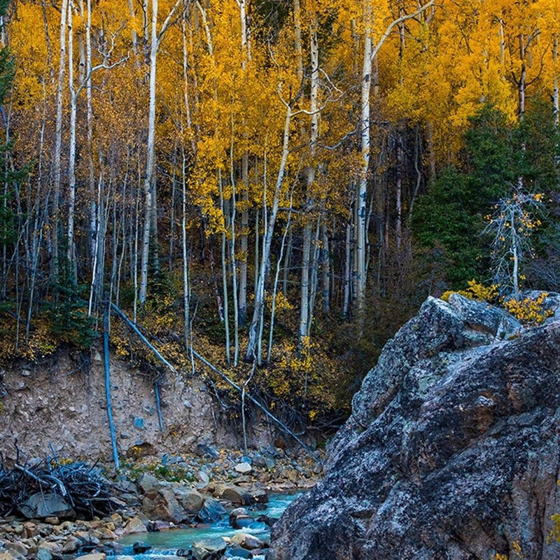 Glezna melnā rāmī - Stream In The Forest  Home Trends