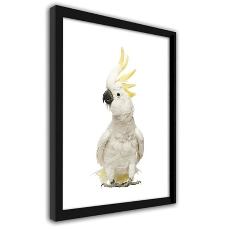 Glezna melnā rāmī - Sulfur-crested cockatoos  Home Trends