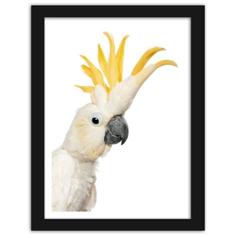 Glezna melnā rāmī - Sulphur-crested cockatoos  Home Trends