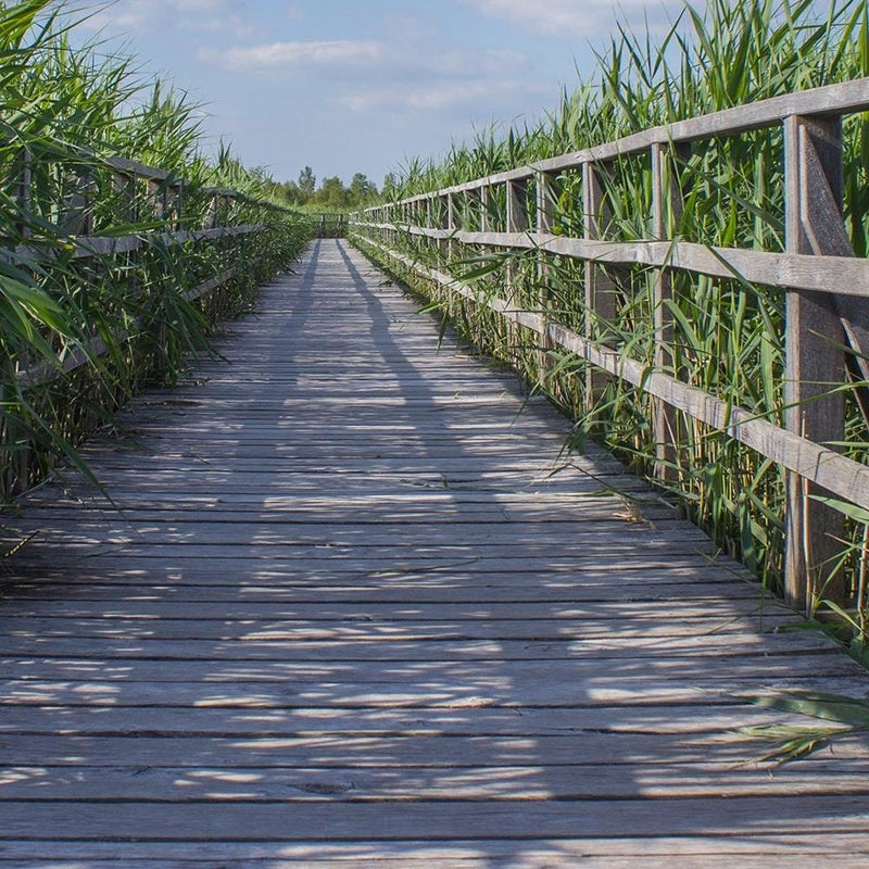 Glezna melnā rāmī - The Bridge In Green Reeds  Home Trends