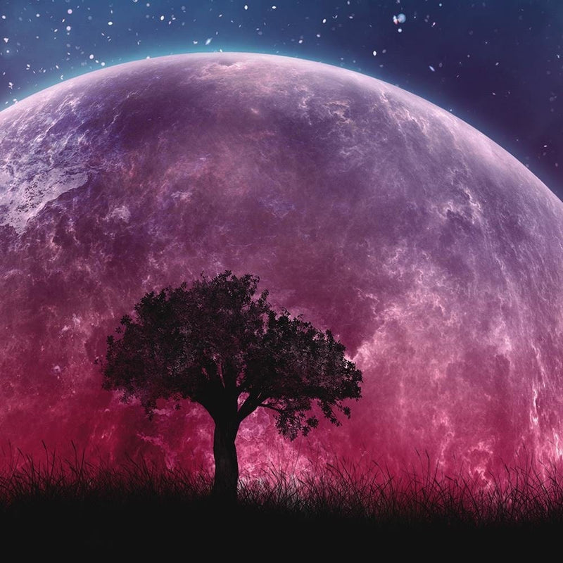 Glezna melnā rāmī - The Huge Moon Behind A Tree  Home Trends