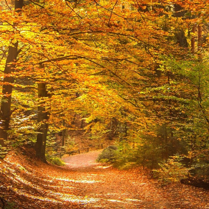 Glezna melnā rāmī - The Leaves On The Forest Road  Home Trends