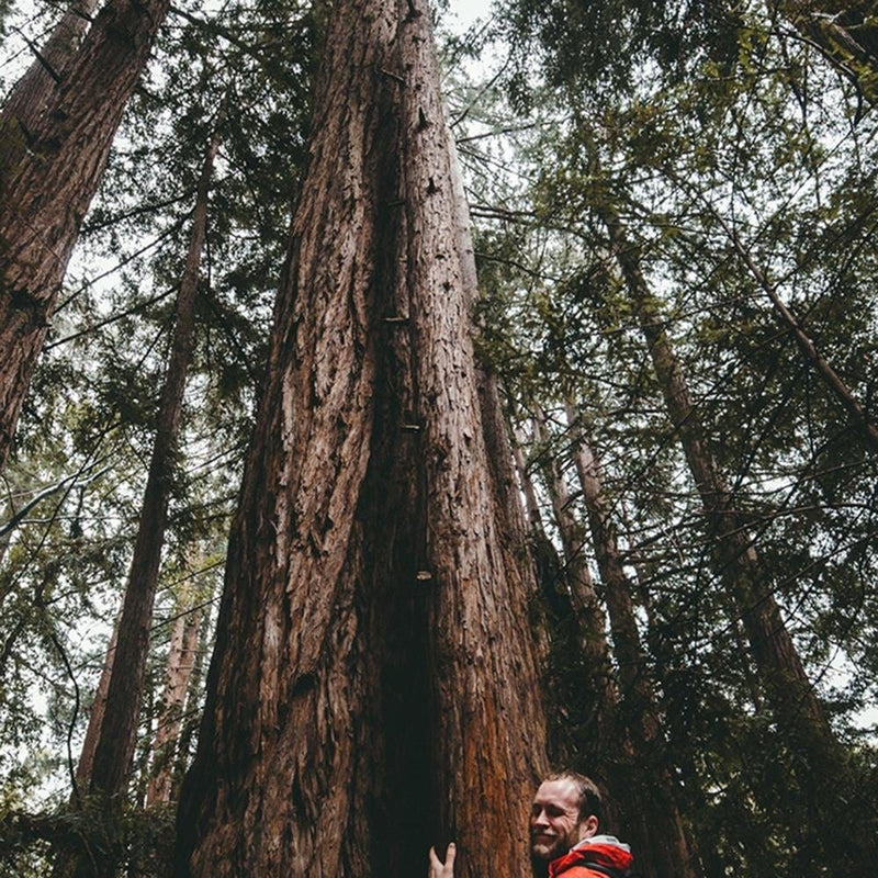 Glezna melnā rāmī - The Man At The Tree  Home Trends