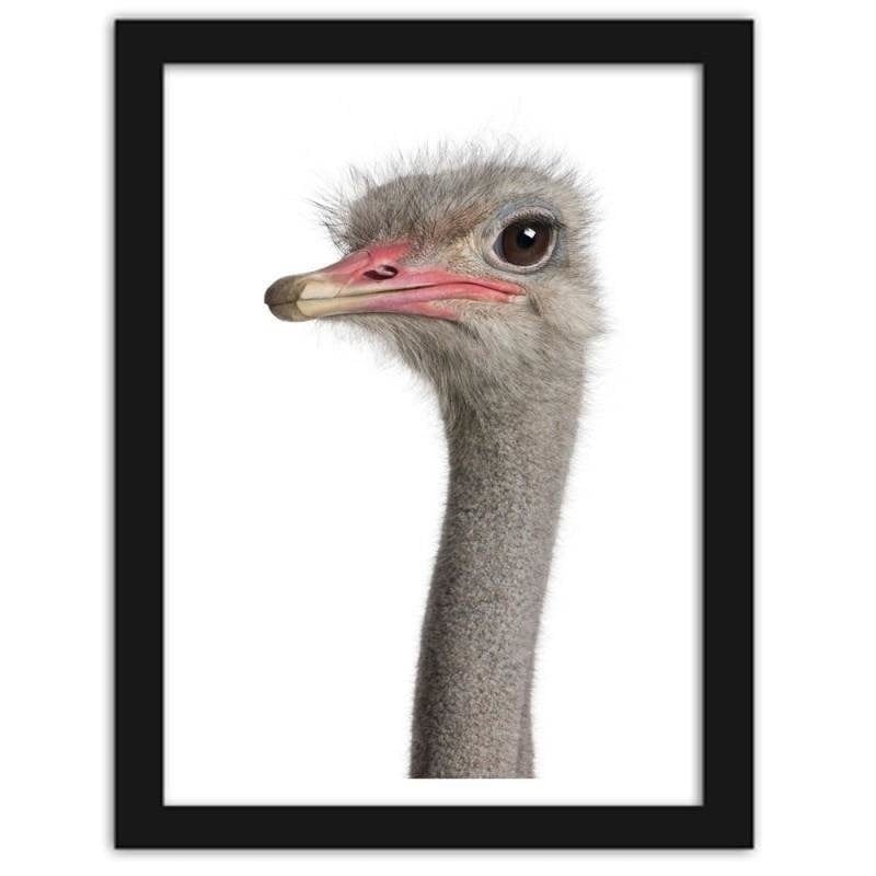 Glezna melnā rāmī - The ostrich head  Home Trends