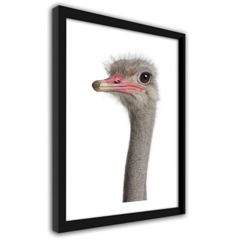 Glezna melnā rāmī - The ostrich head  Home Trends