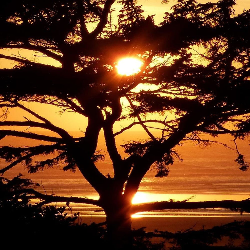 Glezna melnā rāmī - Tree By The Sea At Sunset  Home Trends