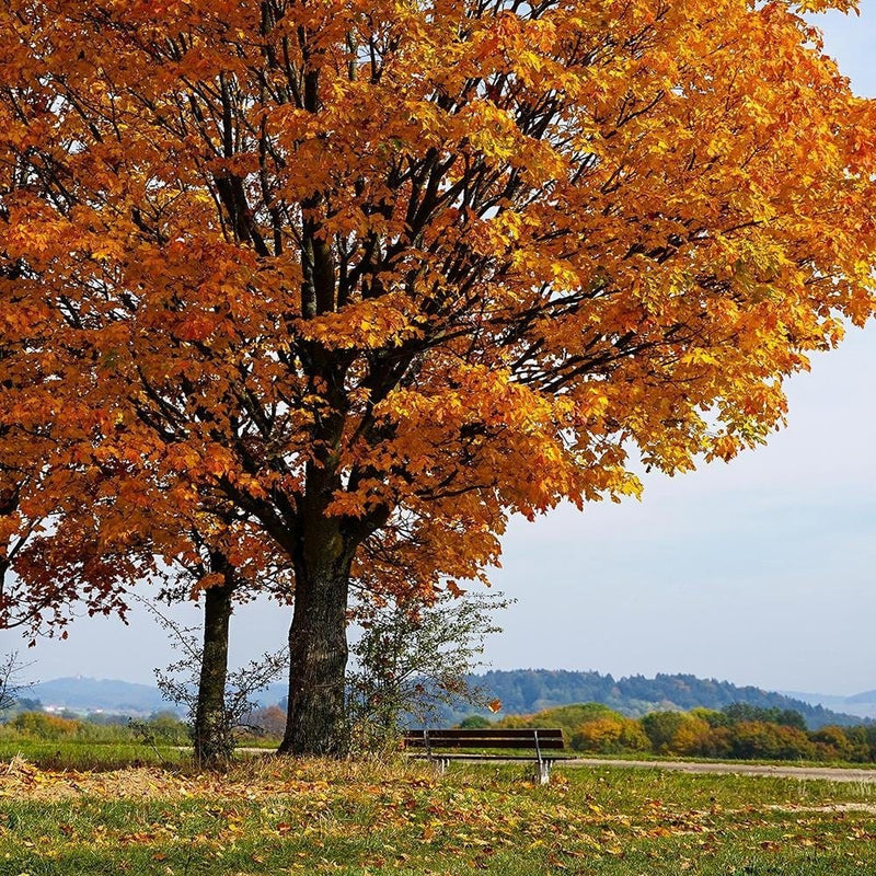 Glezna melnā rāmī - Tree On The Hill  Home Trends