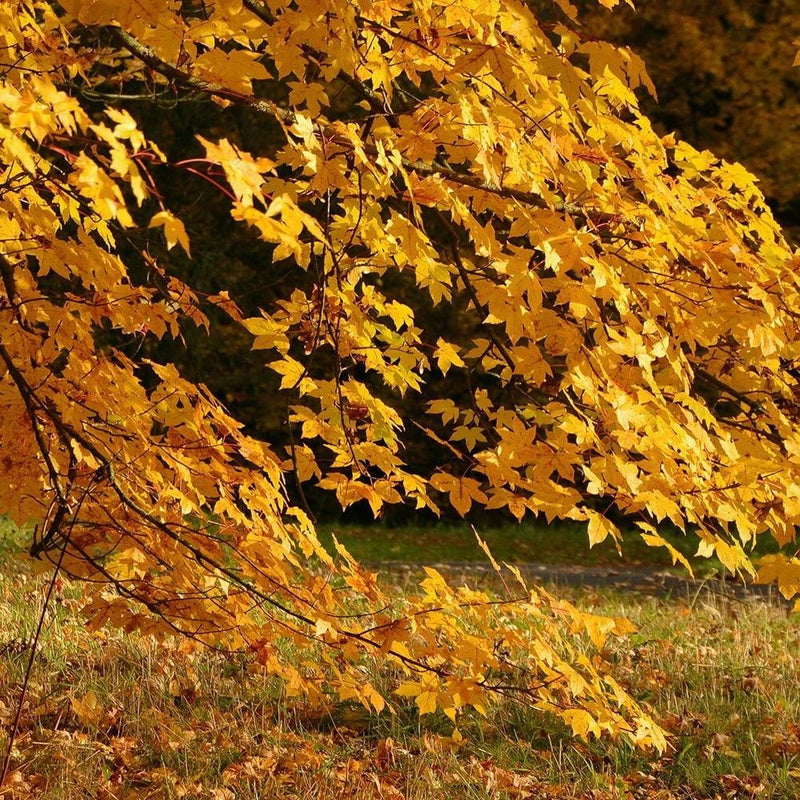 Glezna melnā rāmī - Tree With Yellow Leafs  Home Trends