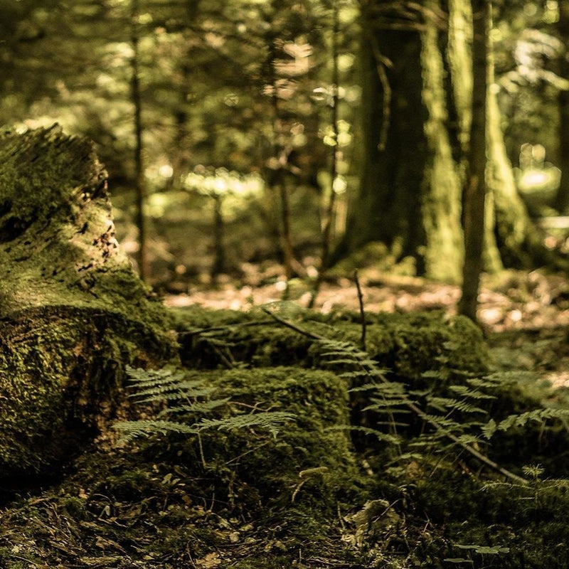 Glezna melnā rāmī - Trunk Covered With Moss  Home Trends