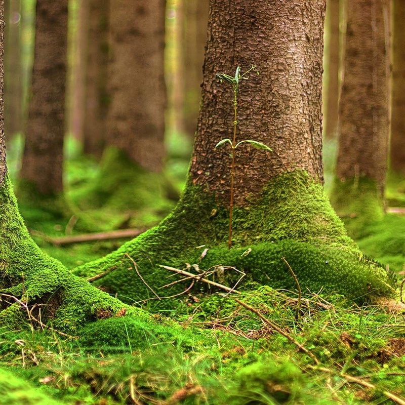 Glezna melnā rāmī - Trunks Covered With Moss  Home Trends