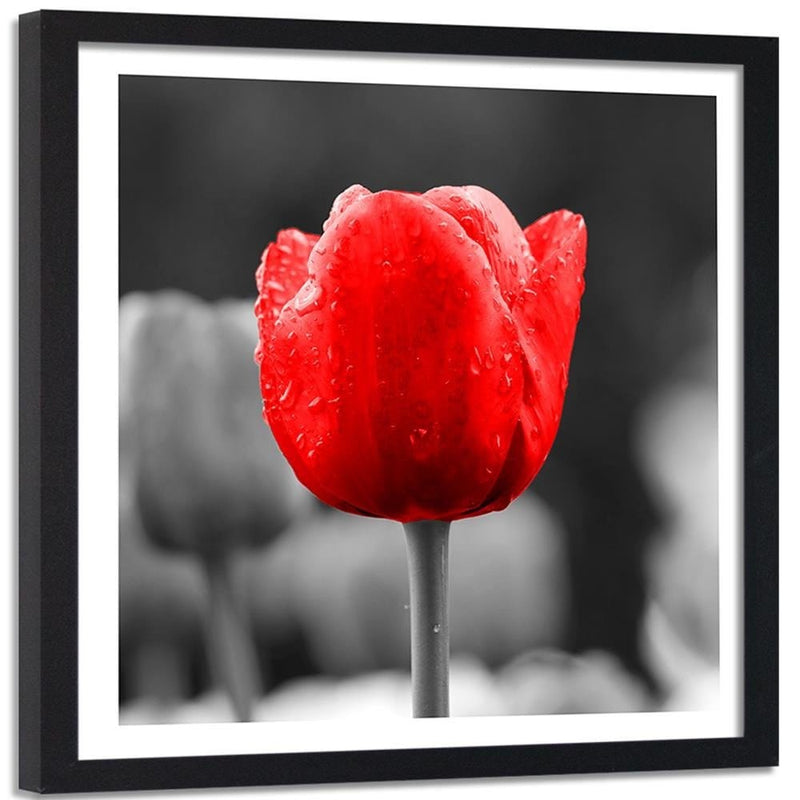 Glezna melnā rāmī - Tulip In Red  Home Trends