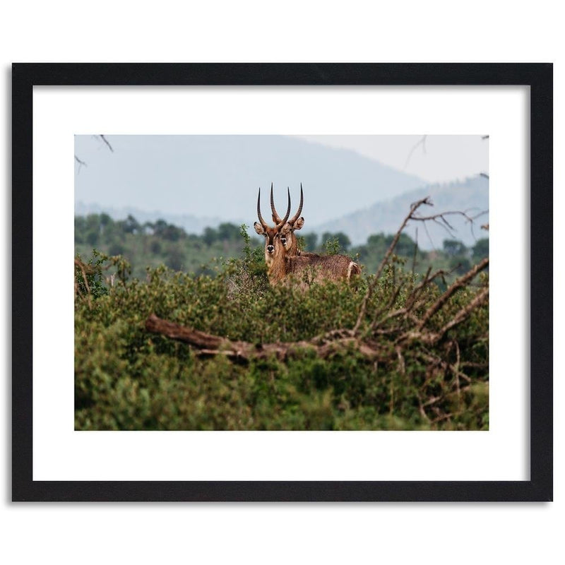 Glezna melnā rāmī - Two Antelopes  Home Trends