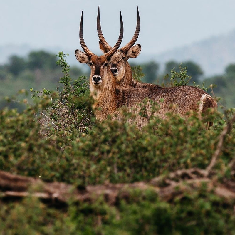 Glezna melnā rāmī - Two Antelopes  Home Trends