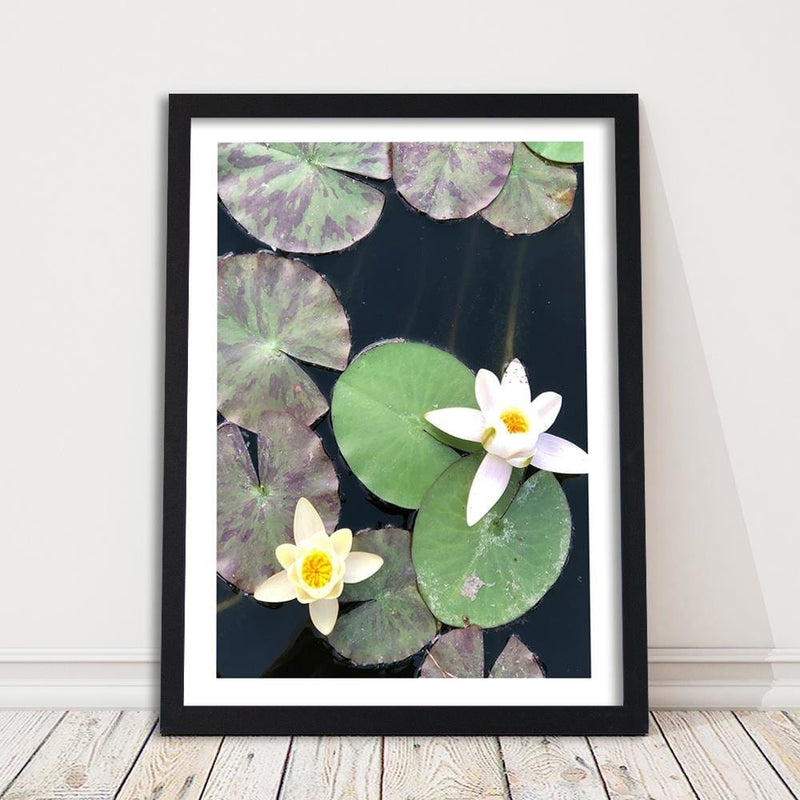 Glezna melnā rāmī - Two Water Lilies  Home Trends