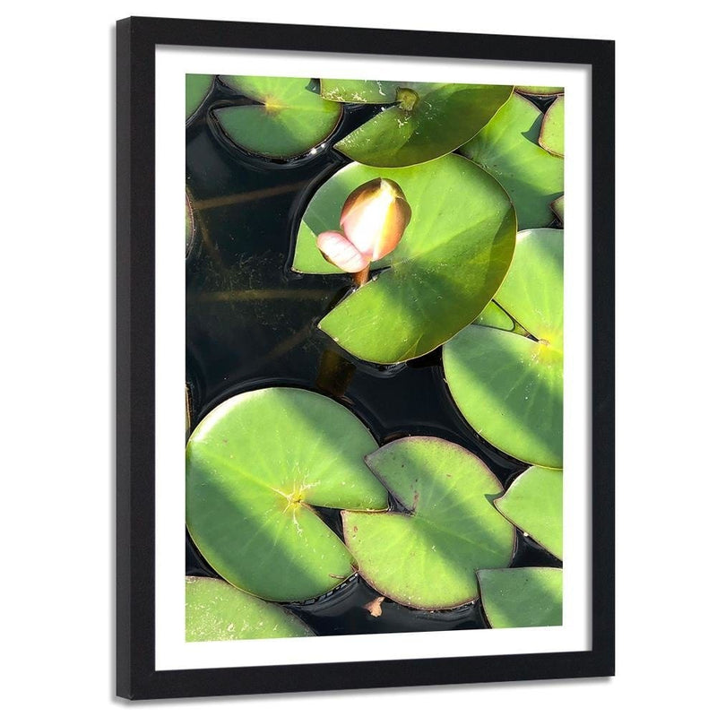 Glezna melnā rāmī - Water Lily Bud  Home Trends