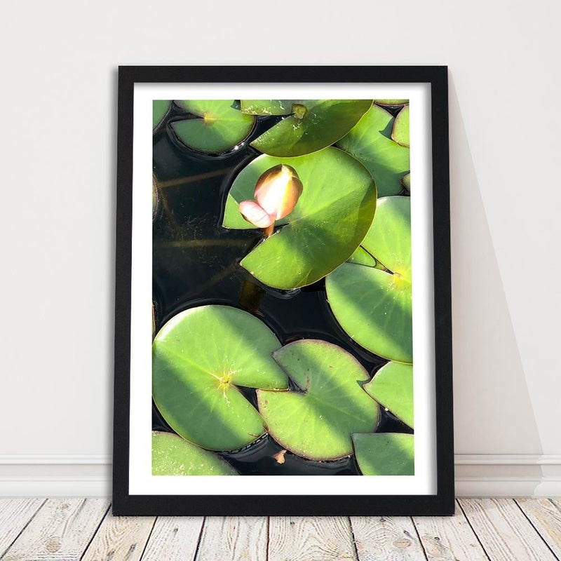 Glezna melnā rāmī - Water Lily Bud  Home Trends