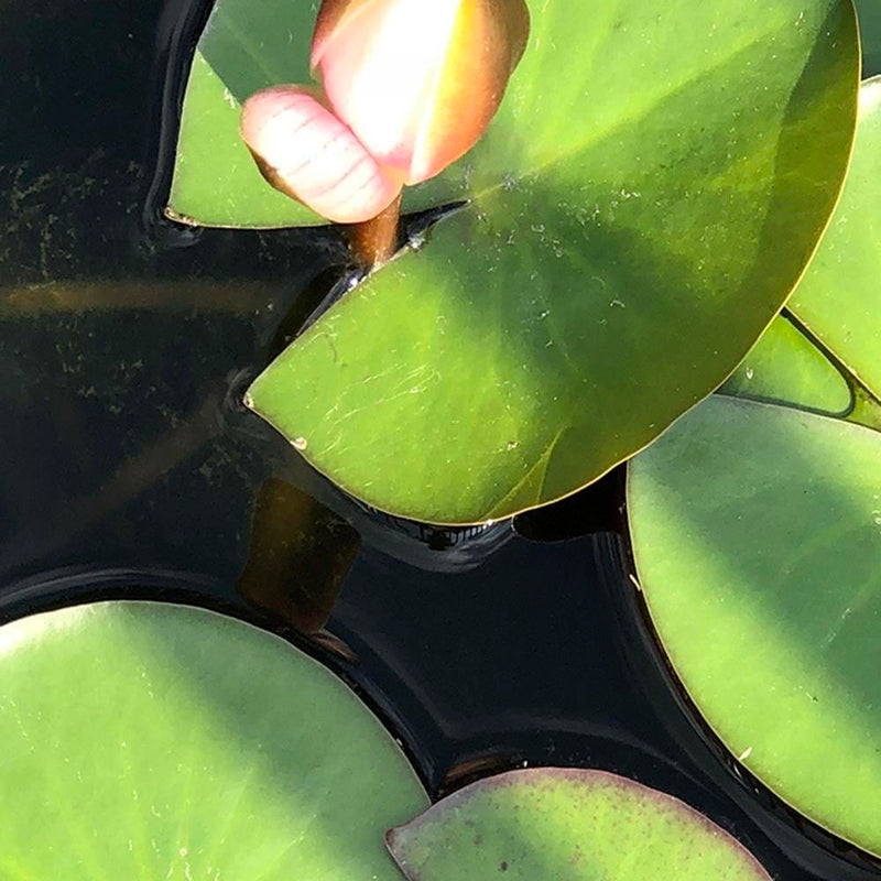 Glezna melnā rāmī - Water Lily Bud  Home Trends