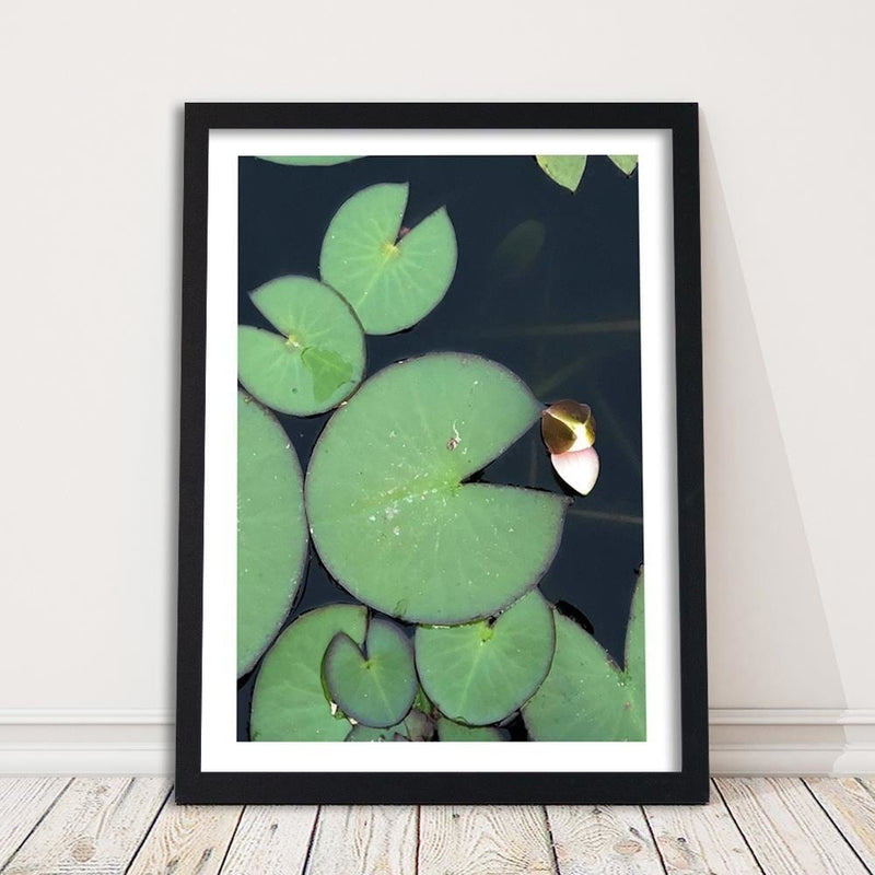 Glezna melnā rāmī - Water Lily Leaves  Home Trends