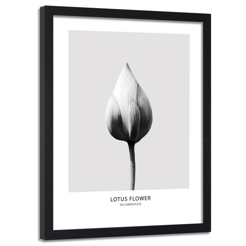 Glezna melnā rāmī - White Lotus Bud  Home Trends