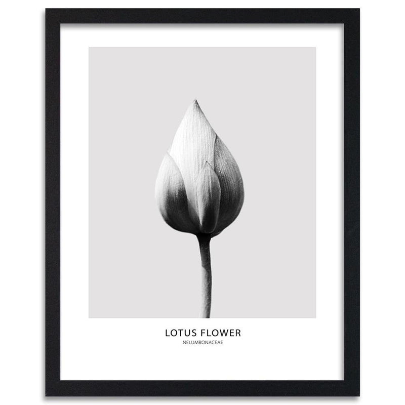 Glezna melnā rāmī - White Lotus Bud  Home Trends