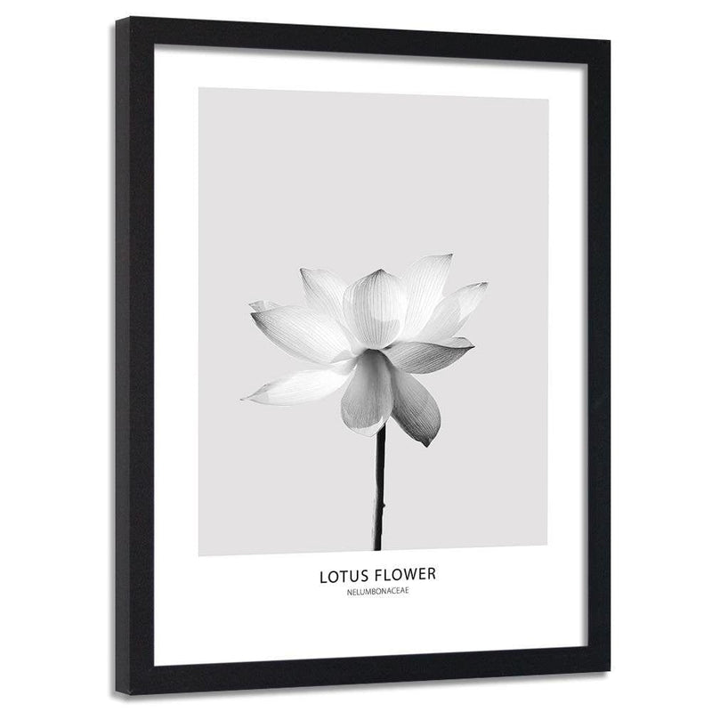 Glezna melnā rāmī - White Lotus Flower  Home Trends