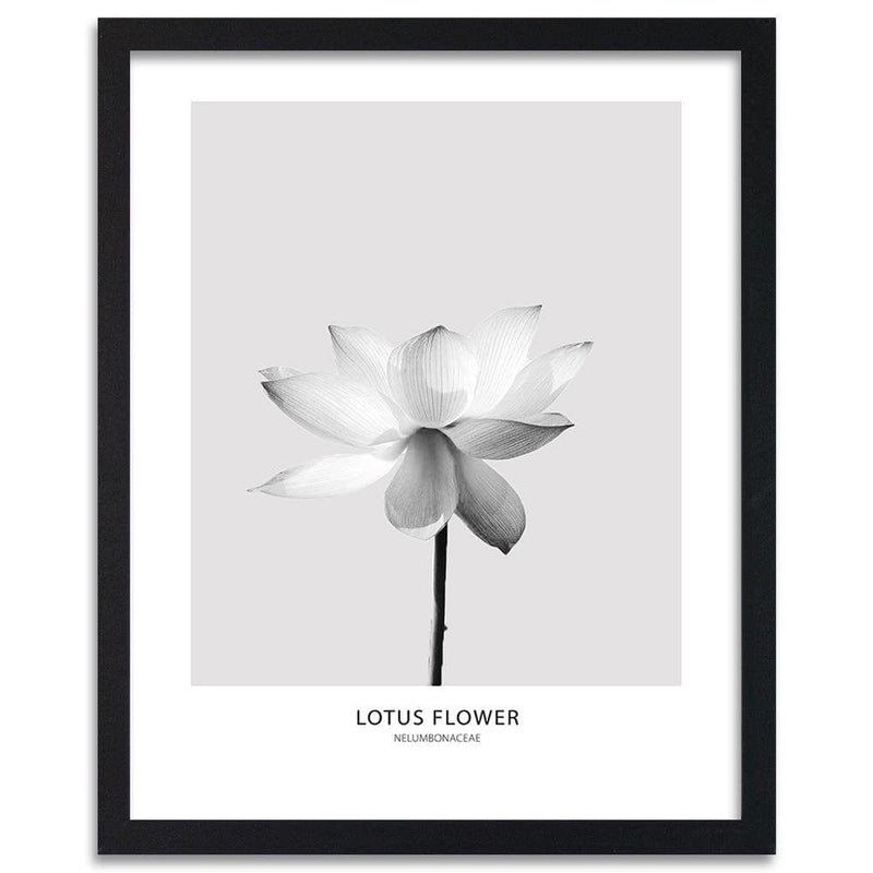 Glezna melnā rāmī - White Lotus Flower  Home Trends