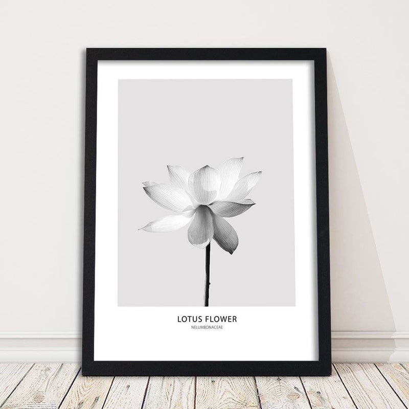 Glezna melnā rāmī - White Lotus Flower  Home Trends