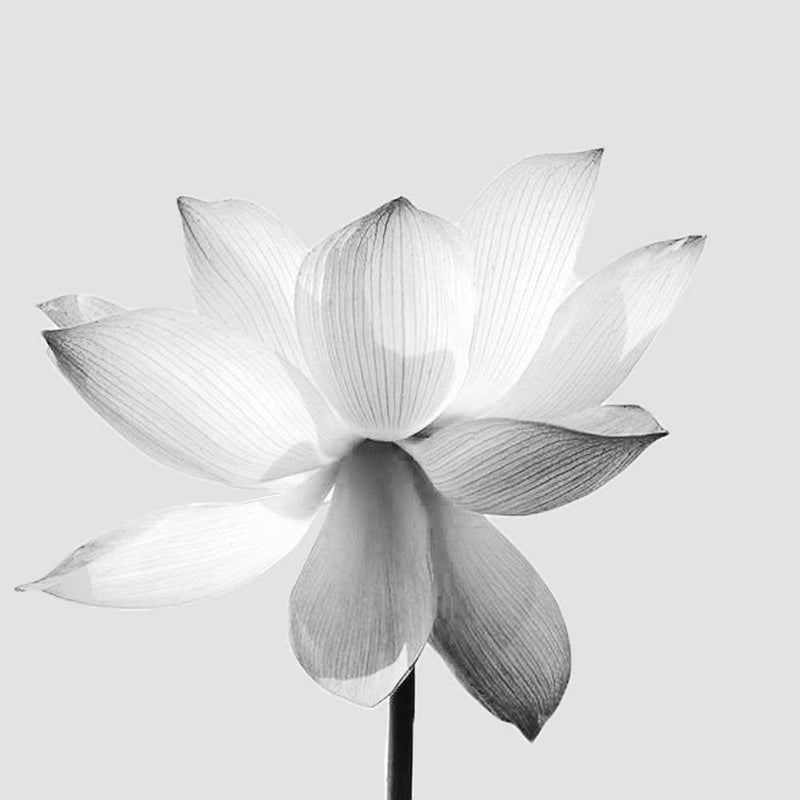 Glezna melnā rāmī - White Lotus Flower  Home Trends