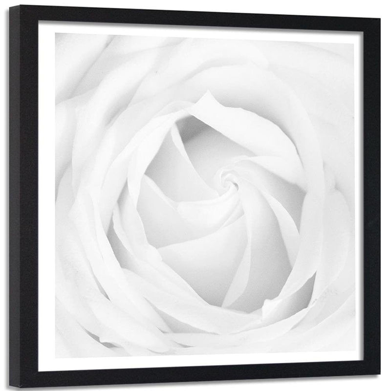 Glezna melnā rāmī - White Rose 4  Home Trends