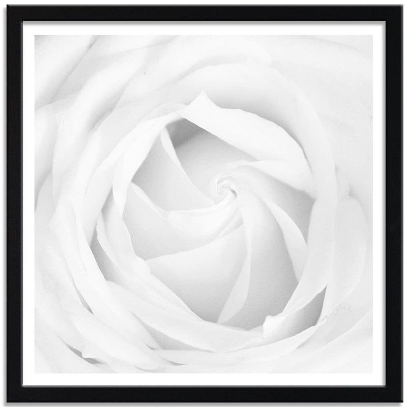 Glezna melnā rāmī - White Rose 4  Home Trends