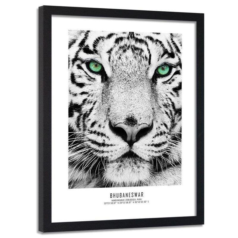 Glezna melnā rāmī - White Tiger  Home Trends