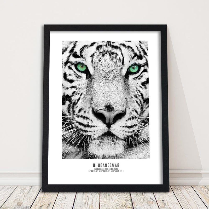 Glezna melnā rāmī - White Tiger  Home Trends