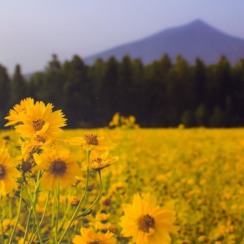 Glezna melnā rāmī - Wild Yellow Flower  Home Trends