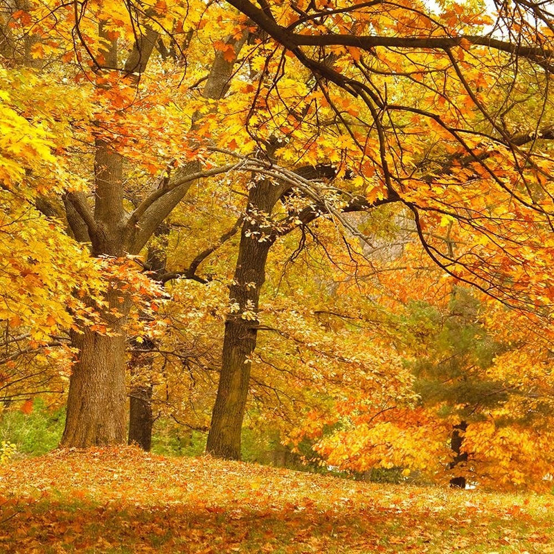 Glezna melnā rāmī - Yellow Autumn Trees  Home Trends