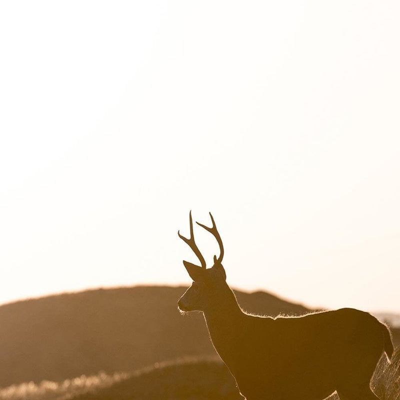 Glezna melnā rāmī - Young Deer  Home Trends