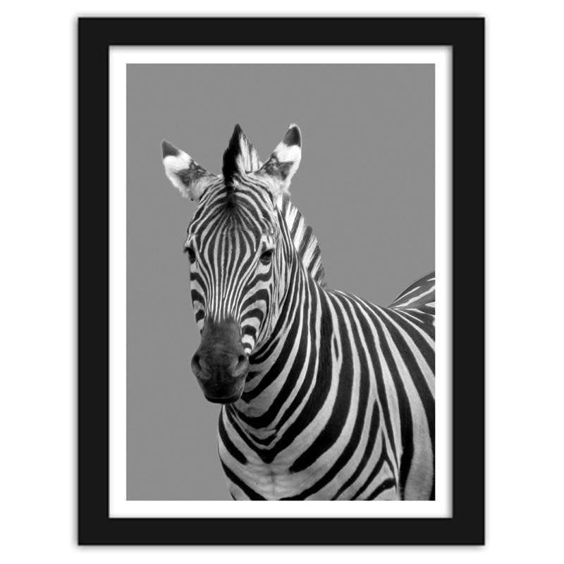 Glezna melnā rāmī - Zebra in black and white  Home Trends