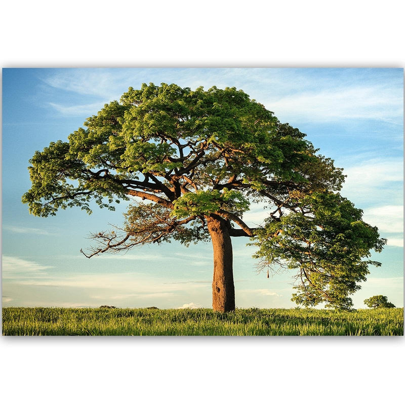 Kanva - Big Trees  Home Trends DECO