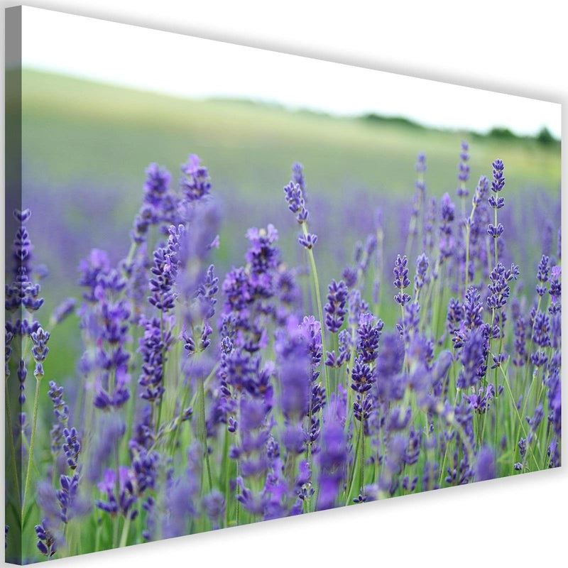 Kanva - Lavender Fields  Home Trends DECO