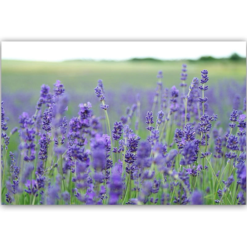 Kanva - Lavender Fields  Home Trends DECO