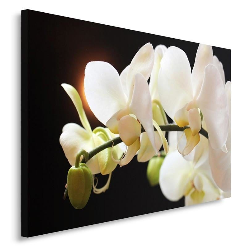 Kanva - Orchids 12  Home Trends DECO