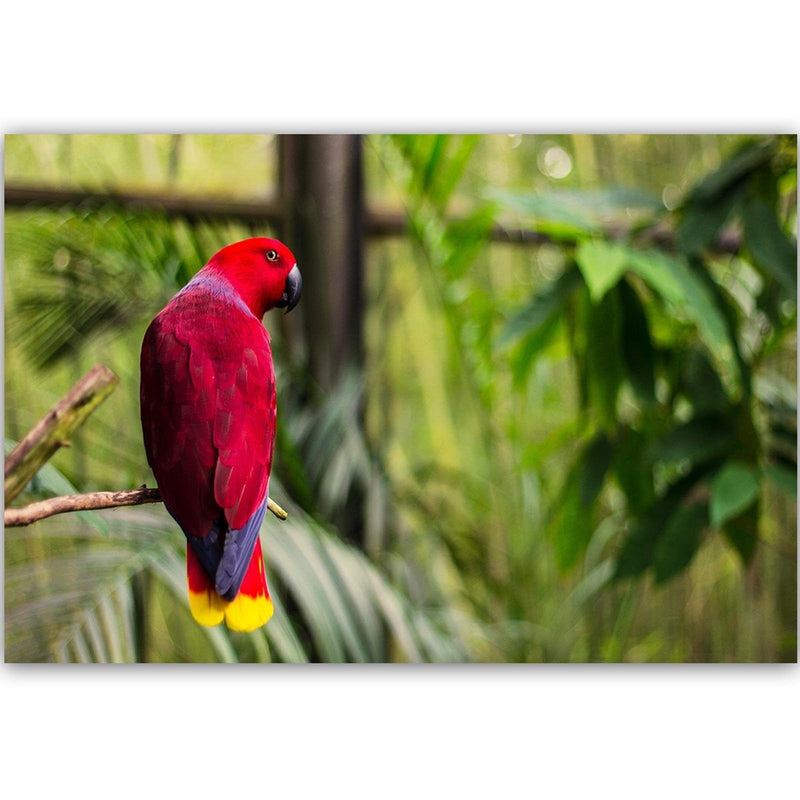 Kanva - Paradise Parrot  Home Trends DECO
