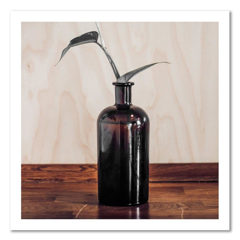 Kanva - Plant In A Bottle  Home Trends DECO