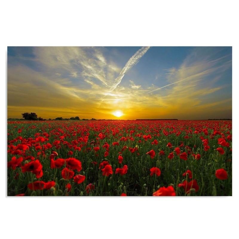 Kanva - Poppies At Sunset  Home Trends DECO