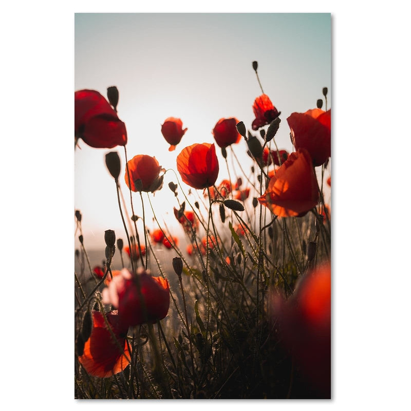 Kanva - Poppies In Suns  Home Trends DECO