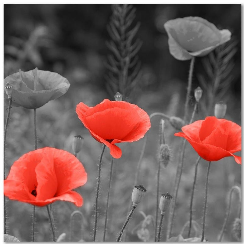 Kanva - Poppies In The Meadow  Home Trends DECO